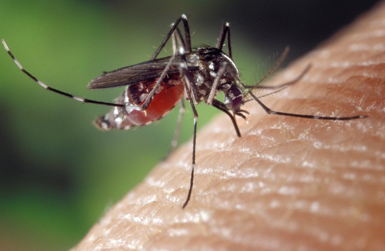 Людей с этой группой крови чаще кусают комары. Почему?