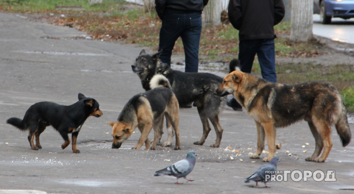Ловить бездомных собак во Владимирской области будет овощевод из Подмосковья