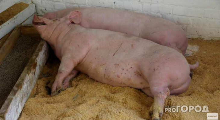 Третий очаг чумы свиней выявили в Муромском районе