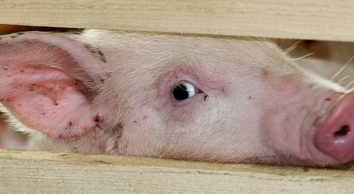Африканская чума свиней добивает мелкие хозяйства во Владимирской области