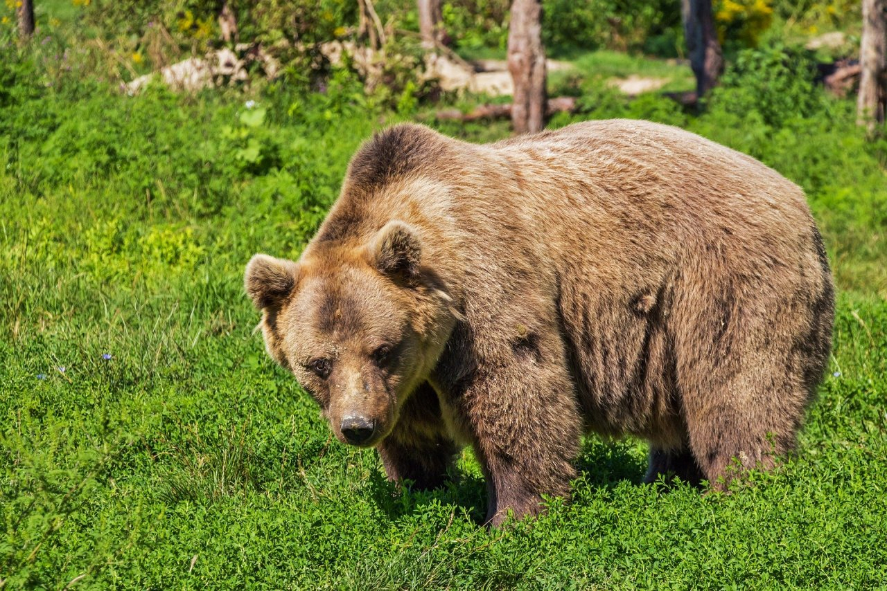 Владимирцев пугают появлением медведя-убийцы в регионе
