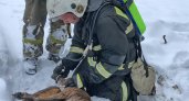 Ковровские пожарные вернули к жизни собаку и спасли черепашку