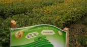 Во Владимирской области в следующем году начнут массово выращивать сою
