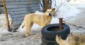Во Владимире стая агрессивных собак терроризирует дачников