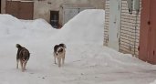 "Спят на снегу и облаивают прохожих": жители Юрьев-Польского боятся собачьих стай на улице