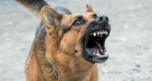 В Коврове участились нападения собак на людей