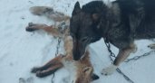 В Юрьев-Польском собаки задрали лису