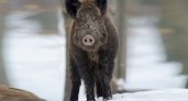 Охотник из Мурома застрелил человека, приняв его за кабана