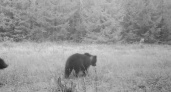 Во Владимирской области в фотоловушку попали два медвежонка
