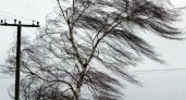 Жителей Владимирской области предупредили о крепком ветре до конца пятницы