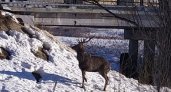 В деревне около Камешково бродил благородный олень