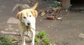Во Владимирской области средь бела дня двое парней украли цепную собаку