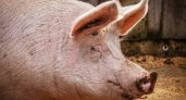 На мясокомбинате в Радужном зафиксировали африканскую чуму свиней