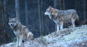 74 охотника из Владимирской области объединились и организовали отстрел волков