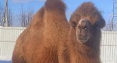 Жители Кольчугино боятся, что верблюд их всех "съест"