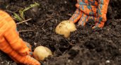Названы сроки, когда владимирцы могут начинать сажать картошку