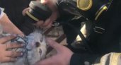 Ковровские пожарные спасли кошку из огня