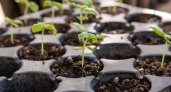 Названы 3 важнейших условия для выращивания крепкой рассады
