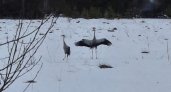 В Судогодском районе снова увидели птиц, похожих на журавлей