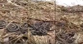 Во Владимирской области вслед за клещами проснулись змеи