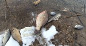 В Коврове обнаружили массовую гибель рыбы на городском пруду