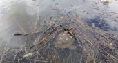 В городском пруду Владимира поселилась большая черепаха
