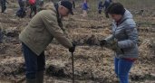 Сотрудники Сбера приняли участие в восстановлении леса в Камешковском районе Владимирской 