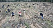 Волонтёры Сбера совместно с движением ЭКА высадили 10 000 саженцев во Владимирской области