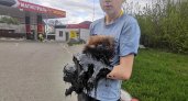 Петушинские школьники спасли тонущую в луже мазута собаку 