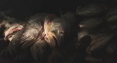 Два владимирских браконьера предстанут перед судом за добычу рыбы электрошоком