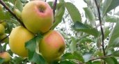 Дефицит польских и молдавских яблок владимирцам не грозит