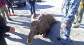 В Загородном лось бросился под колёса "КамАЗа"