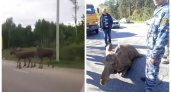 Во Владимирской области случилось 23 ДТП с участием лосей и косуль