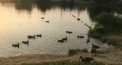 Владимирский биолог рассказал о рисках купания в водоёмах с утками