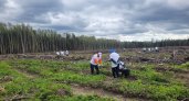 Более 4 тысяч га леса посадили волонтёры Волго-Вятского банка Сбербанка 