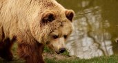 В Меленковском районе опять наследил медведь 