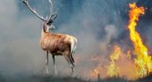 Во Владимирской области вовремя остановили 54 лесных пожара