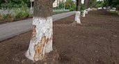 Тепловиков хотят привлечь к ответственности за изуродованные деревья во Владимире