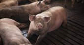 Во Владимирской области в развитие свиноводства вложат 4 млрд рублей