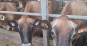 Во Владимирской области появились чистопородные коровы с острова Джерси