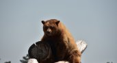В Гусь-Хрустальном районе замечены бурые медведи 