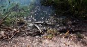 Из-за массовой гибели рыбы в реке под Муромом возбудили уголовное дело