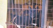 Во Владимире требуют закрыть приют для животных "Валента"