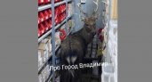 Во Владимире после ДТП окровавленный олень забежал в складское помещение магазина