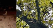 Во Владимирской области совы и лисы подались в городские жители