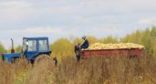 Владимирская область кормит всю Россию вязниковскими кабачками