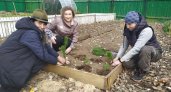 Благотворительница подарила усадьбе Храповицкого саженцы ценного сибирского кедра