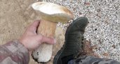 Биолог объяснил, почему в лесах под Владимиром растут грибы-гиганты и откуда у нас медведи