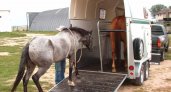 Владимирские лошади направились в Германию и Литву, а собаки - в Беларусь