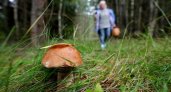 Полуглухая пенсионерка потерялась в лесу под Ковровом